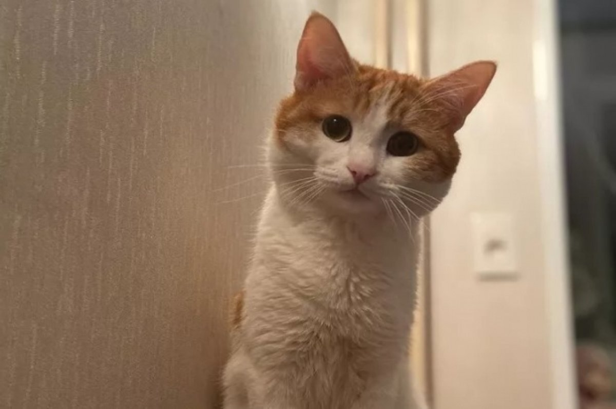Котик Твикс