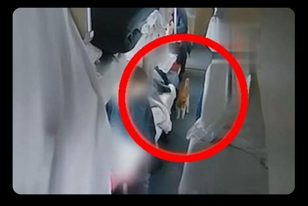 Черная кошка. Черный кот из приюта москва. Сейлем кот сабрина. Черная кошка. Черный котенок.