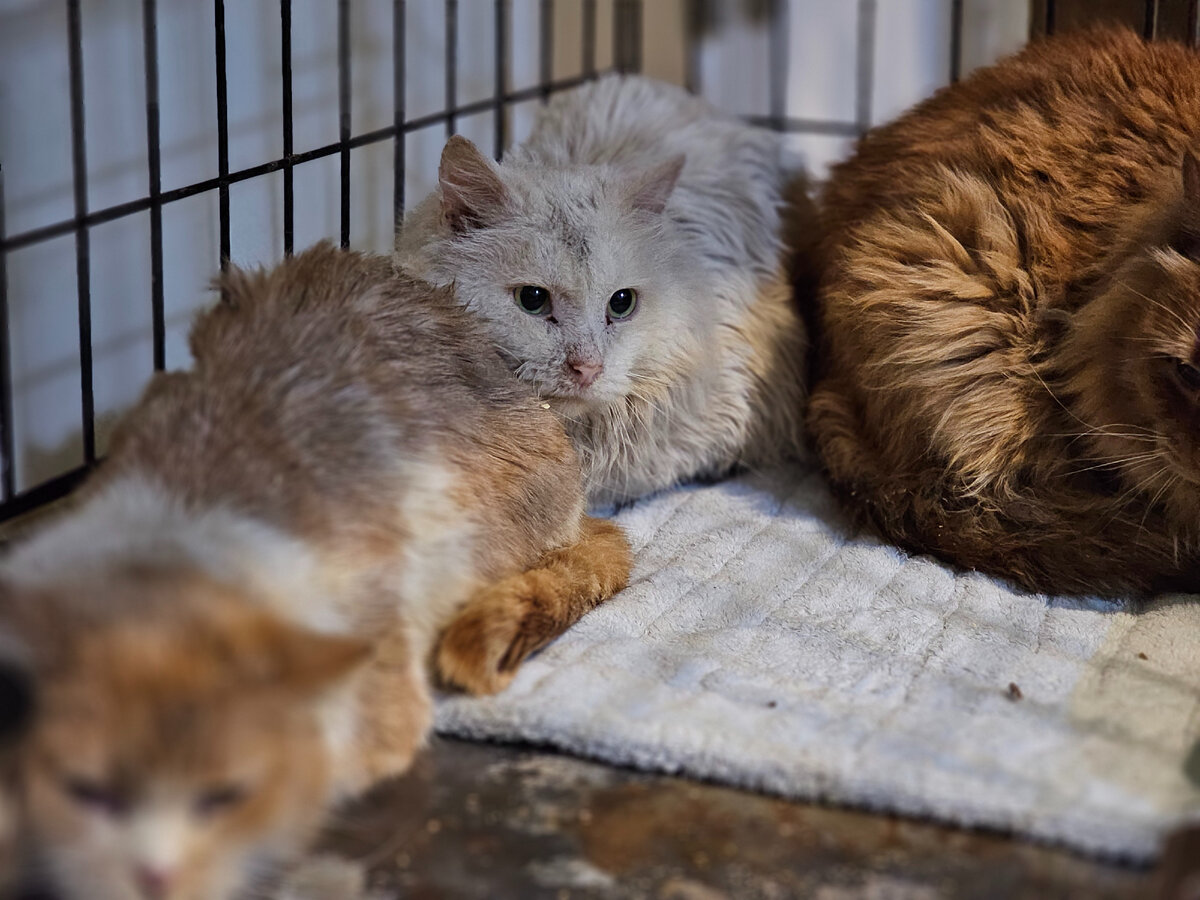 Фото автора. Новенькие.