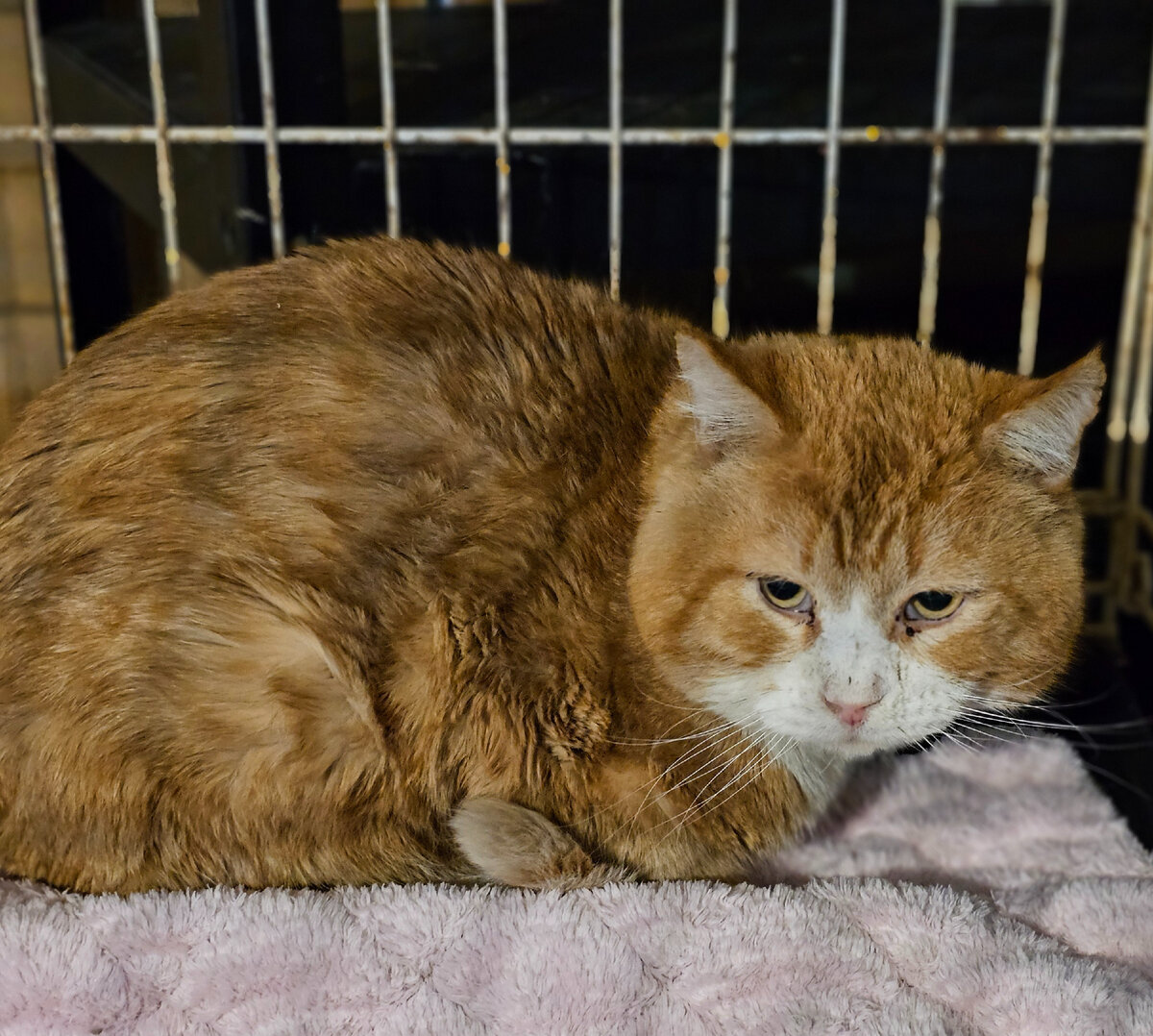 Фото автора. Дедушкины коты.