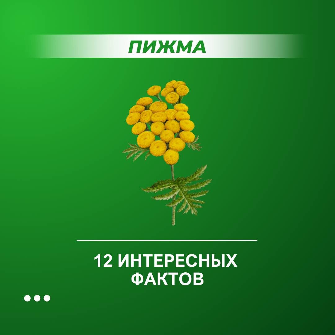 ✅1. Оздоравливает пищеварительную систему Активные вещества пижмы уменьшают образование газов в кишечнике и облегчают их выведение.

✅2. Обладает глистогонными свойствами
В пижме содержится большое количество туйона — вещества, которое способно выводить паразитов из кишечника.

✅3. Предупреждает формирование камней в почках
Существует мнение, что комбинированный приём пижмы и крапивы предотвращает образование конкрементов в почечных структурах.

✅4. Оздоравливает суставы
Внутреннее и наружное применение пижмы смягчает симптомы заболеваний опорно-двигательного аппарата, а именно артрита и ревматизма.

✅5. Обладает антибактериальным действием
Эфирное масло пижмы убивает даже те микробы, которые устойчивы к высоким температурам и антибактериальным препаратам.

✅6. Подавляет распространение грибковых инфекций
Ни один из видов грибов, паразитирующих на слизистых оболочках и коже не обладает устойчивостью против пижмы.

✅7. Смягчает симптомы воспаления
Эфирное масло пижмы обладает мощным противо воспалительным эффектом. Это свойство распространяется на кожные покровы, а также на дыхательную систему и органы пищеварения.

✅8. Подавляет аллергические реакции
Установлено, что эфирное масло пижмы обладает нейтрализующим, антигистаминным действием. Его систематическое применение значительно снижает частоту аллергических реакций.

✅9. Оказывает противовирусный эффект
Молекулы туйона, камфоры способны убивать вирусы путём разрушения защитной оболочки вирусов и проникновения внутрь.

✅10. Нормализует температуру тела
Эфирное масло пижмы подавляет развитие и распространение патогенных микроорганизмов, за счёт чего происходит купирование лихорадочных состояний.

✅11.Стимулирует эндокринную систему
Результаты нескольких исследований показали, что пижма благоприятно воздействует на синтез гормонов вилочковой и щитовидных желёз.

♻12. Помогает справиться с нервными расстройствами
Исследования подтверждают, что систематическое применение экстракта пижмы в терапевтических дозировках способствует расслаблению нервных волокон и оказывает успокаивающий эффект на центральную нервную систему.

———

ПКФ «ФИТОФАРМ»
г. Анапа ул. Парковая 57
8(800)200-67-17
