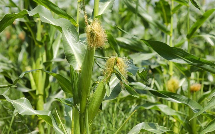    Экспорт кукурузы из Приморского края достиг почти 60 млн долларов США