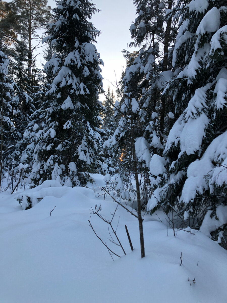 Сохатый лось байкал. Лось в лесу. Лось зимой. Лосиный остров королев. Лось в удмуртии.