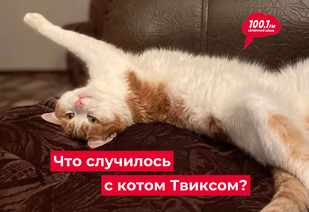 Кот Твикс. Архив.ное фото. https://ria.ru/20240125/tviks-1923376036.html