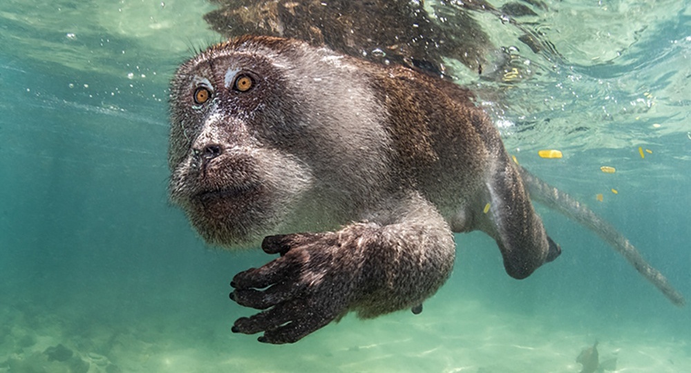 Погружение в дивный подводный мир: лучшие фото конкурса Ocean Art 2023