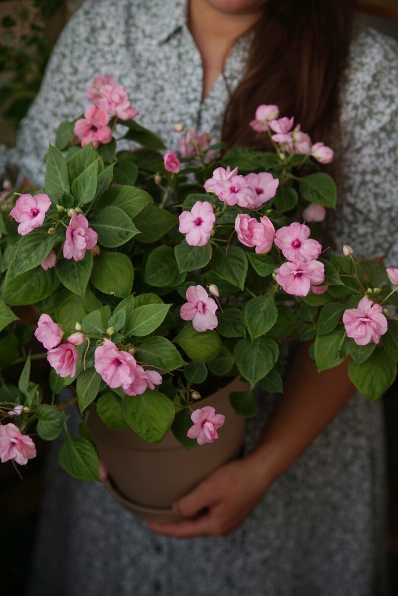 БАЛЬЗАМИН (IMPATIENS) НЕДОТРОГА, ВАНЬКА МОКРЫЙ ИЗ СЕМЯН | MARI  tsvetochnaya_feia | Дзен