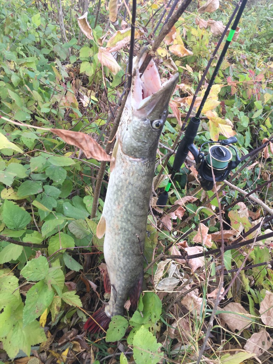 о мой читатель вы москвич