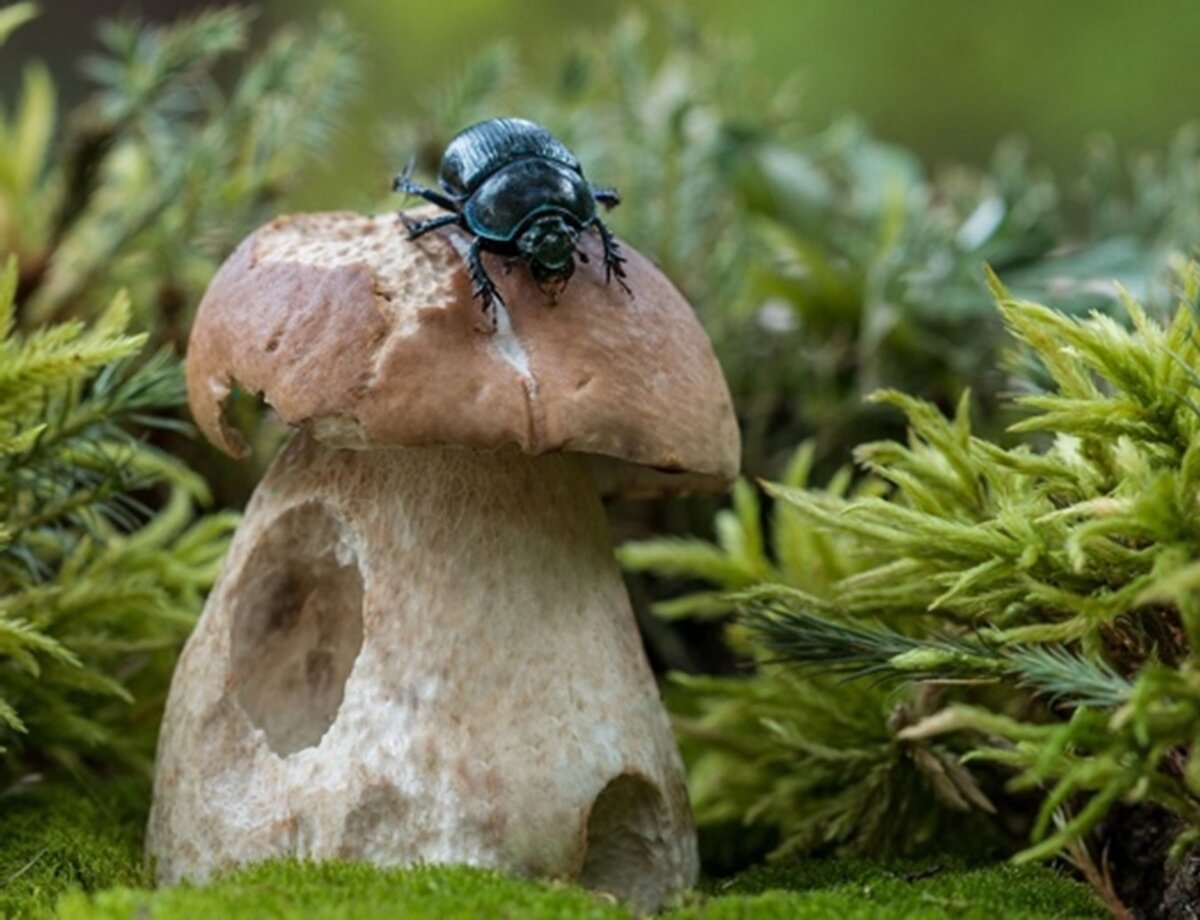 Хитин – самое распространенное органическое вещество в природе. Ежегодно в биосфере производится и разлагается около 10 миллиардов тон хитина. Он является основой плодовых тел грибов и экзоскелетов членистоногих – а это два самых больших царства живых организмов на Земле. Этот полисахарид ( да-да, это родственник сладкой глюкозы) в 1811 году открыл Анри Браконно, директор Ботанического сада Академии наук в городе Нанси. В 1823 году, вещество получило привычное нам название «хитин» которое предложил французский химик Огюст Одье. Чистый хитин — это полупрозрачный твердый и нетоксичный материал, он биоразлагаем, и безопасен для окружающей среды. Однако, у большинства членистоногих это сложный композитный материал, обладающий разнообразными свойствами нужными животным в определенный момент их жизни. Например, склеротин, который образует большую часть экзоскелета насекомых, или композит с карбонатом кальция в панцирях ракообразных и моллюсков, или хитин гибкой стенки тела гусеницы. Хитин обладает также и противомикробными свойствами, тем самым обеспечивая плодовые тела грибов и панцири членистоногих не только механической, но и антибактериальной защитой. Столь дешевый и доступный материал (по существу, это отходы пищевой промышленности) не мог не привлечь ученых. Хитин применяется во многих областях: его добавляют в косметические крема и пудры, его пытаются использовать для изготовления хирургических нитей, поскольку шовный медицинский материал из волокон хитина со временем разрушается и хирургам нет необходимости снимать швы. Одно из производных хитина, хитозан, похож на хитин, но хитозан обладает более высокой растворимостью в воде. Его применяют для создания антибактериального перевязочного материала в медицине, как защитное покрытие для предназначенных к посадке семян растений и даже как добавку, замедляющую скисание вина. В последнее время хитозан рекламируется как пищевая добавка, связывающая жиры в пищеварительной системе и способствующая похудению, однако эти свойства нельзя считать доказанными. 