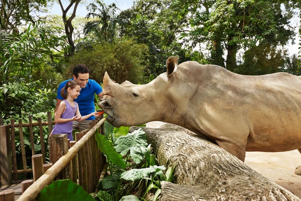 Singapore zoo. Сингапур зоопарк. Сингапурский зоопарк, Сингапур. Зоопарк Сингапура Singapore Zoo. Сингапурский зоопарк River Safari.