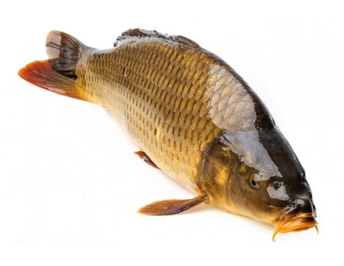 #РыбныйДень: как готовить донского сазана