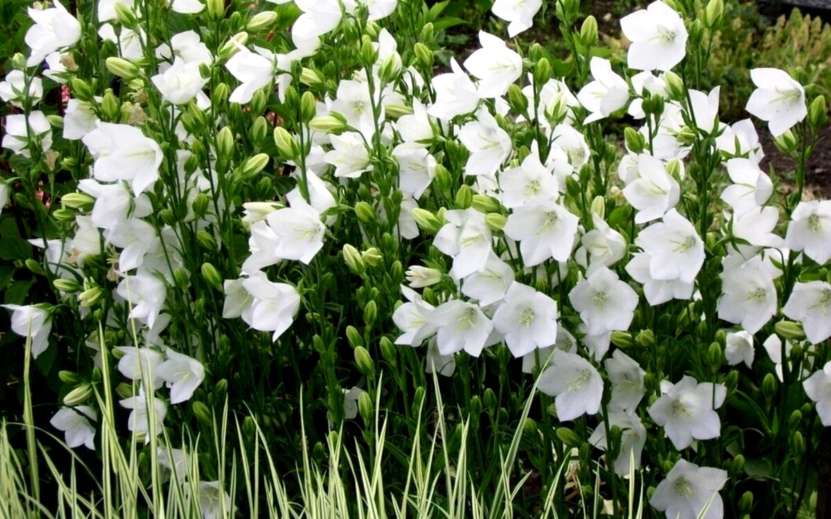 Названия белых многолетних цветов. Колокольчик персиколистный. Grandiflora Alba. Колокольчик персиколистный Alba. Колокольчик персиколистный (Campanula persicifolia `Takion White`).