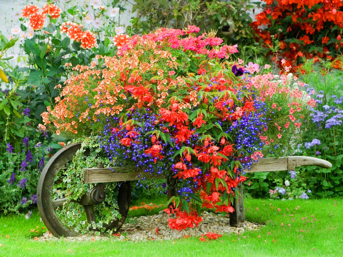 В саду гудят. Бегония ампельная Абрикосовая. Палисадник в стиле Кантри. Красивые клумбы. Красивые цветники.