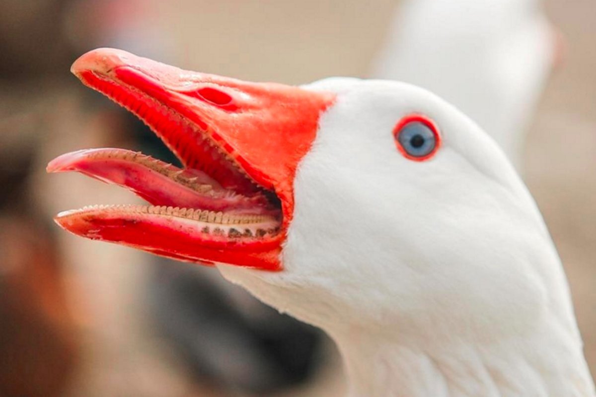 Что значит уточка. Желтая уточка навальный. Газетная утка иллюстрация. Утка рассказ. Что значит уточка.