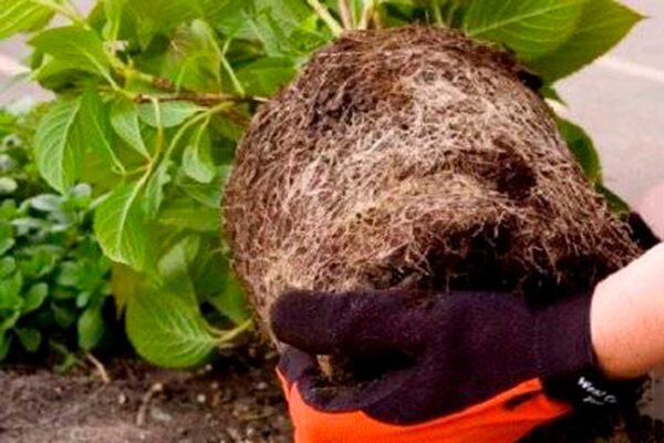 пересадка растений в открытый грунт. пересаживание петуний. пересадка растений в открытый грунт. сажать цветы. пересадка растений в открытый грунт.