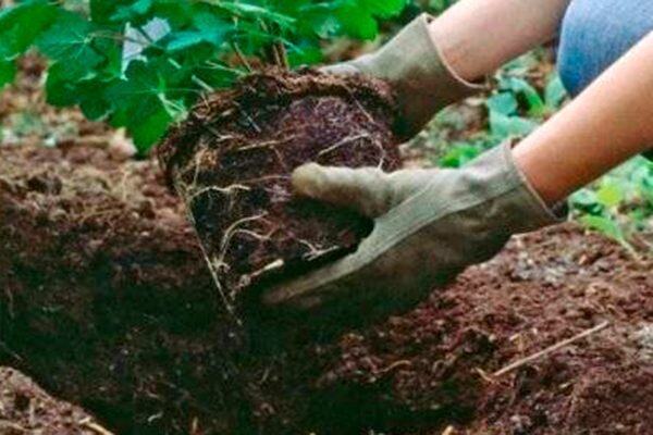 высаживание рассады капусты в открытый грунт. грядки для клубники. выращивание культур в открытом грунте. выращивание культур в открытом грунте. огород по джону джевонсу.