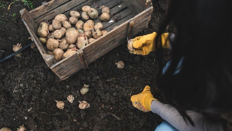 Крупный картофель на грядке. Садить и выкапывать картошку. К чему снится садить картошку в землю. Грядки под картошку. Картошка в земле.