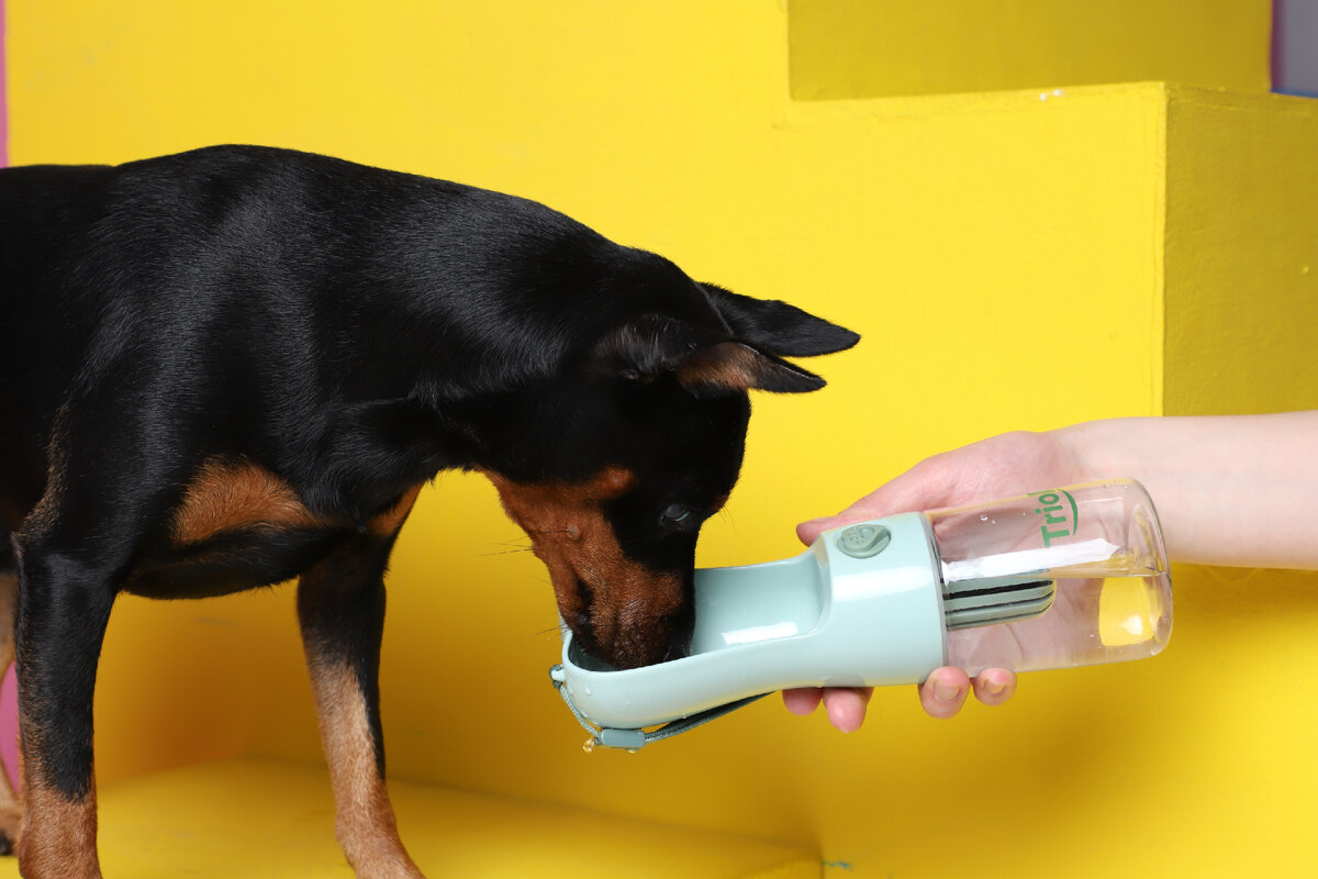 собаки жидкость