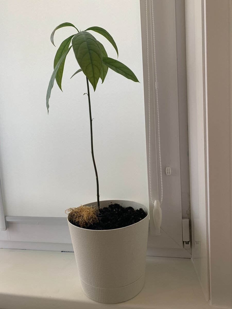 Авокадо через 3-4 месяца 