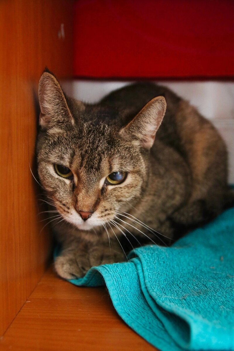 нужна ли кошка в доме. нужна ли кошка в доме. кошка дома. множество кошек в квартире. нужна ли кошка в доме.