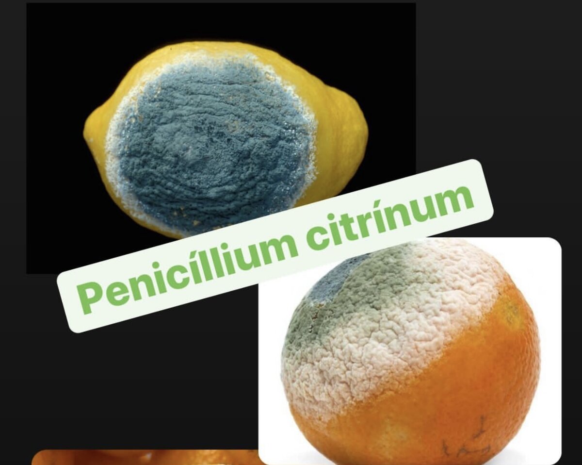 Курить вредно. Почему вредно сидеть за компьютером. Шоколад полезен для зубов. Опасность курения электронных сигарет. Вред от телефона для здоровья.