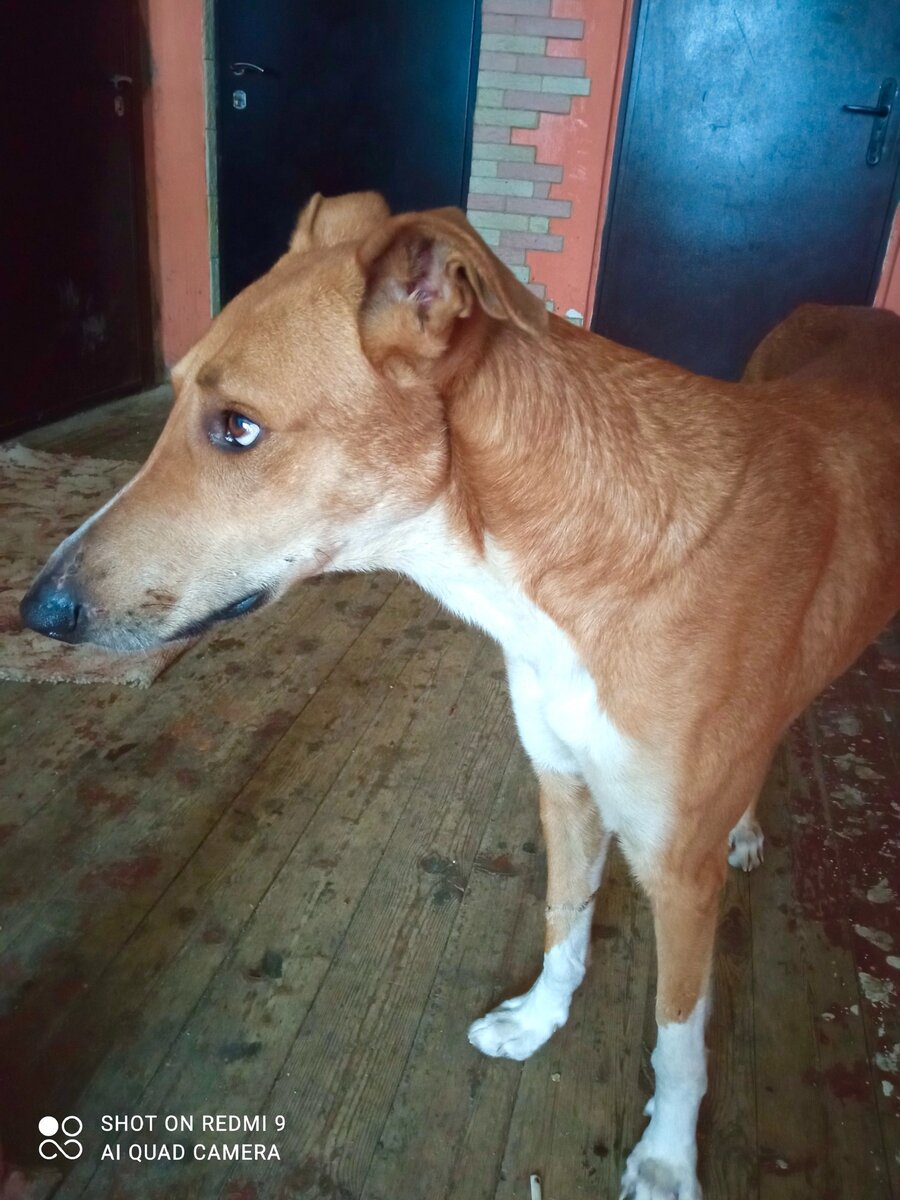 Собачий приют люберцы. Выставка животных йошкар-ола плаза. Приют для животных в йошкар оле. Приют для животных в йошкар оле. Приют для животных в йошкар оле.