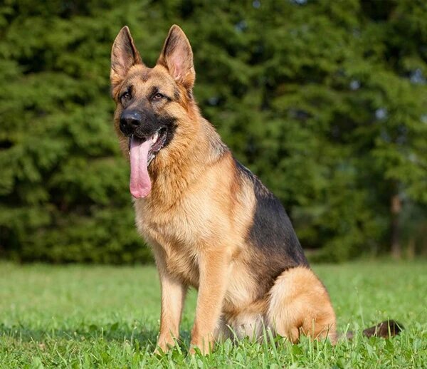 Щенок овчарки. Овчарка немецкаяшенок. Щенки немецкой овчарки в профиль. Чистокровная немецкая овчарка щенок. Много щенков немецкой овчарки.