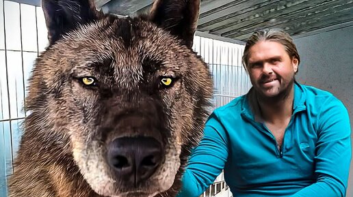 Вервольф волк оборотень добрый. Заклинание чтобы стать волком. Как стать волком перевертышем. Альфа оборотень в реальной жизни. Как стать волком перевертышем.