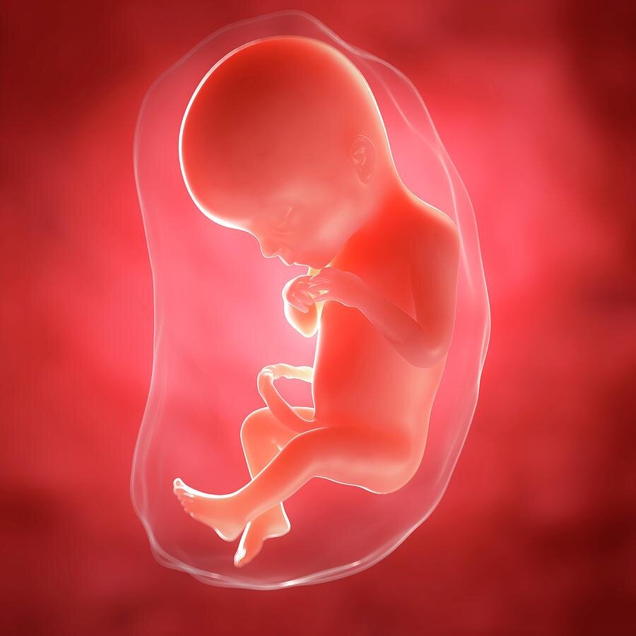 ВНУТРИУТРОБНОЕ РАЗВИТИЕ ЧЕЛОВЕКА - скачать презентацию