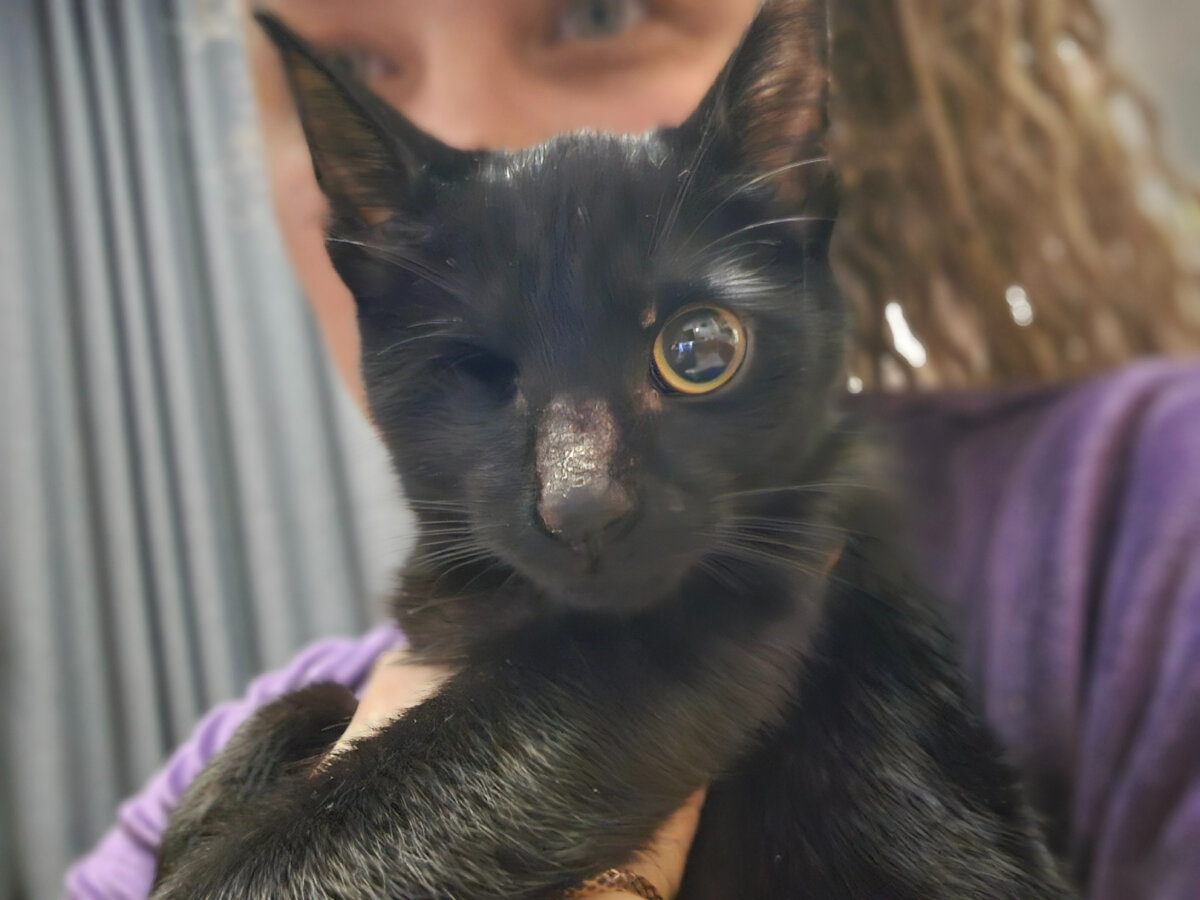 Кот лижет пятки. Кроссовки с котиками. Кошка понюхала носки. Кошка лижет подмышки. Почему я кот.