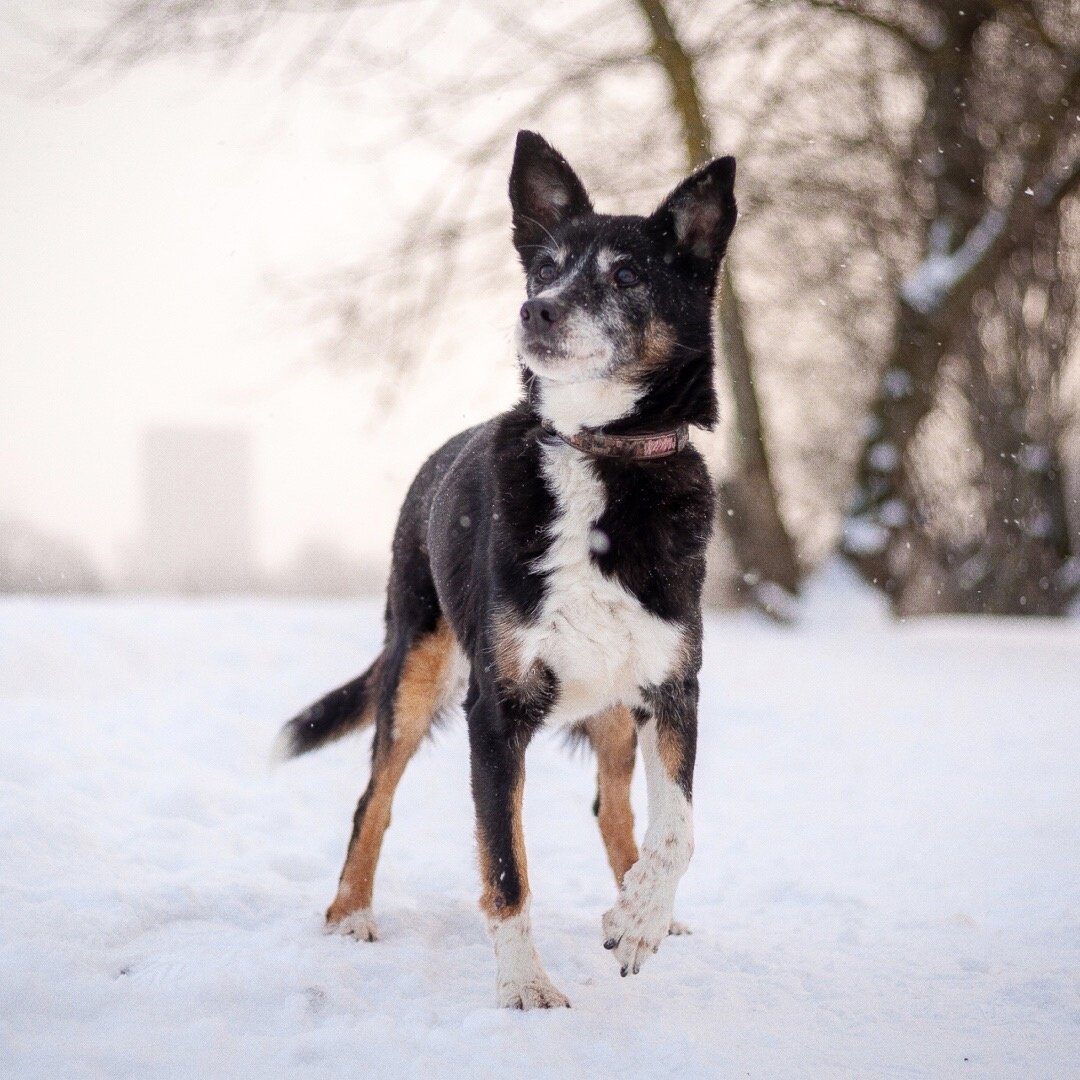 приют преданные. приют верный пес копейск. преданное сердце приют спб. приют верный друг саратов. приюты новосибирска.