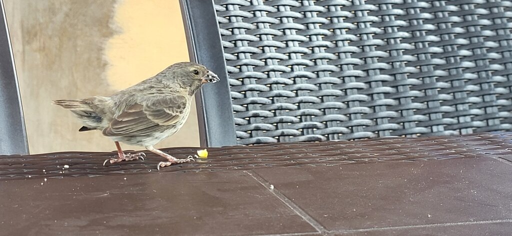 Фото hgoem, самочка малого земляного вьюрка