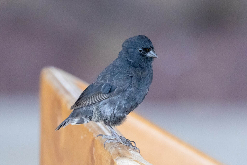 Фото j4n_w, самец малого земляного вьюрка
