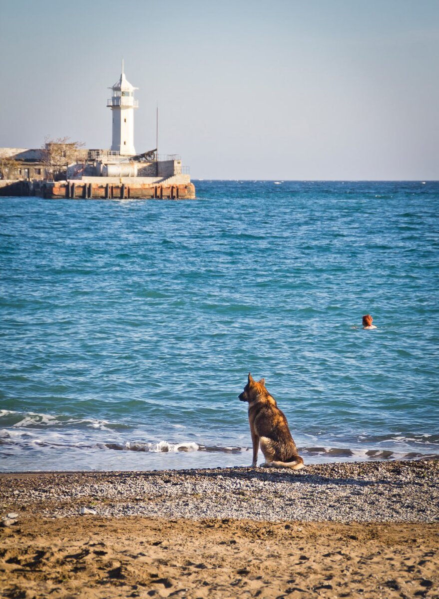ялта трубач на набережной. ялтинский пес мухтар. ялта трубач на набережной. крымский хатико мухтар. ялта пес мухтар.