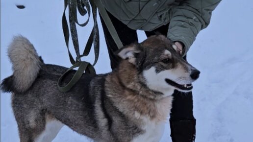 Верность тв спасение животных. Верность тв спасение животных. Верность тв спасение животных. Верность тв спасение животных. Верность тв спасение животных.