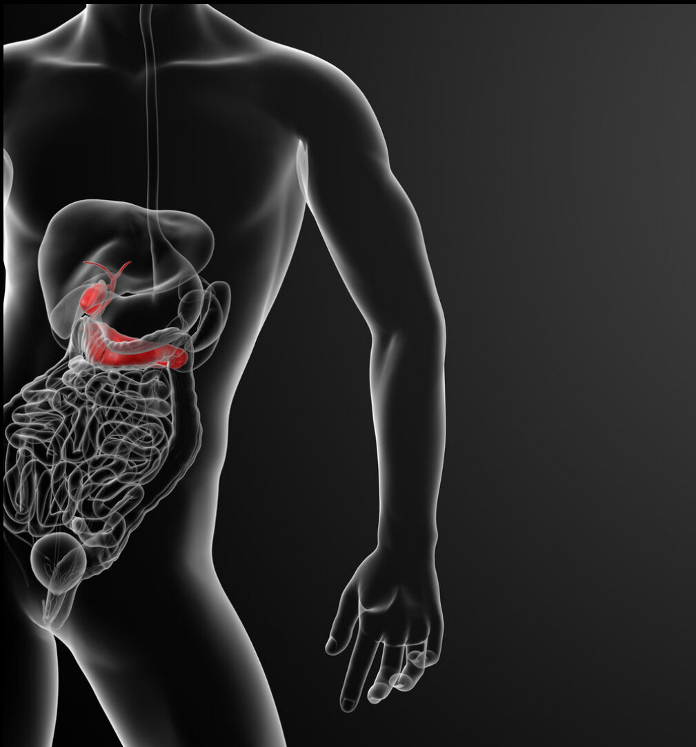 Пищеварительная система собаки схема. Толстая кишка, тощая кишка и подвздошная кишка. Дистальный отдел тонкого кишечника. Какая кишка преобладает в кишечном тракте животных. Какая кишка преобладает в кишечном тракте животных.