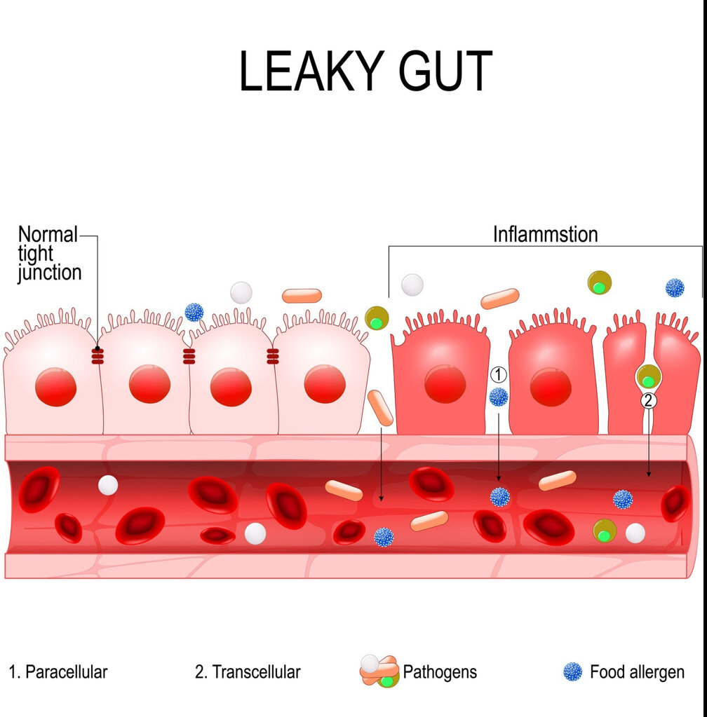 особенности строения периодонта. роль ротовой жидкости в минерализации эмали зуба. типы слизистой полости рта. ткани периодонта. регенерация полости рта.