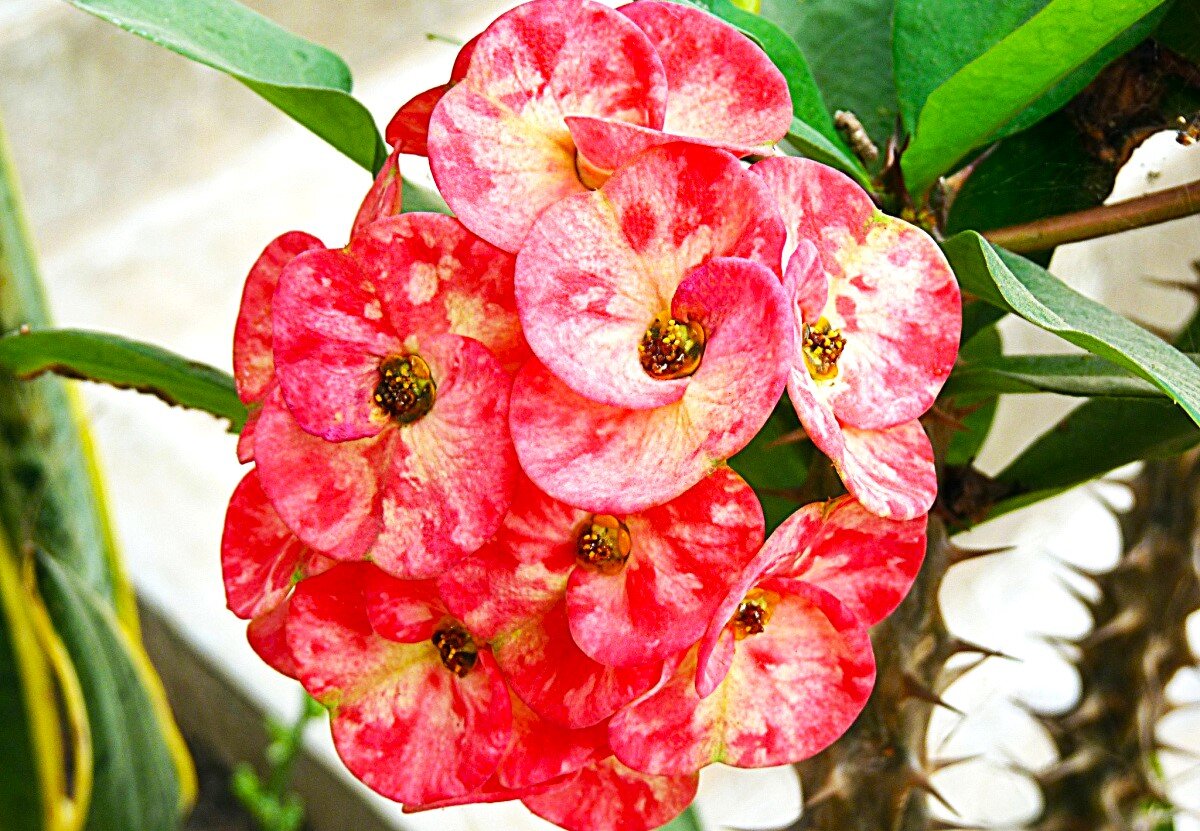 Фото из открытых источников.