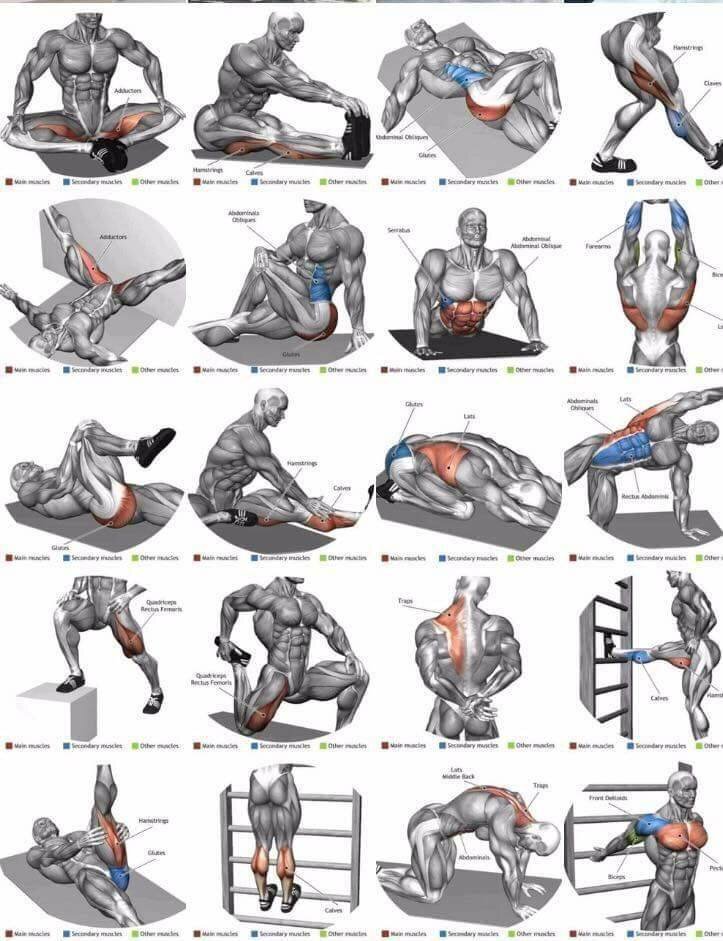 Мышечная боль на латинском. Места прикрепления плечелучевой мышцы. Мышечная боль на латинском. Ременная мышца шеи и головы начало и прикрепление. Широчайшая мышца вид сбоку.