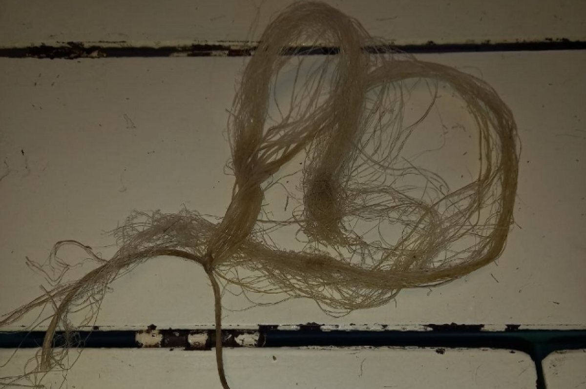    Трёх повешенных собак нашли в деревне в Невельском районе