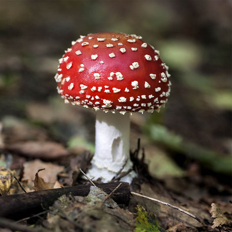 Молодое плодовое тело Amanita muscaria
