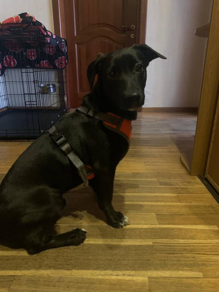 Ещё дома, ещё с хозяином