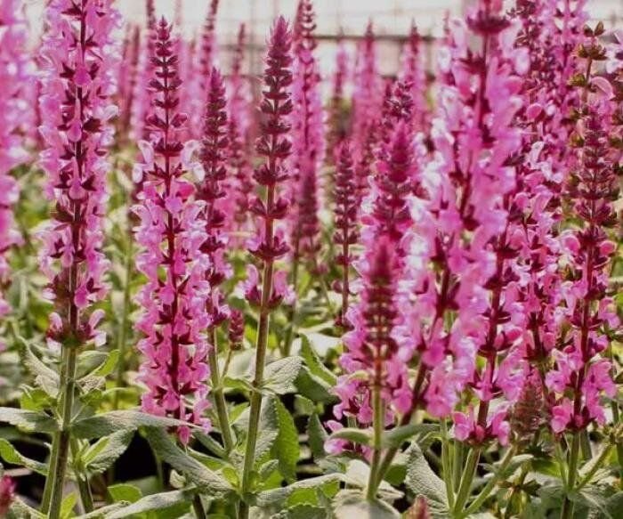 фото с сайта https://gardens.ru/