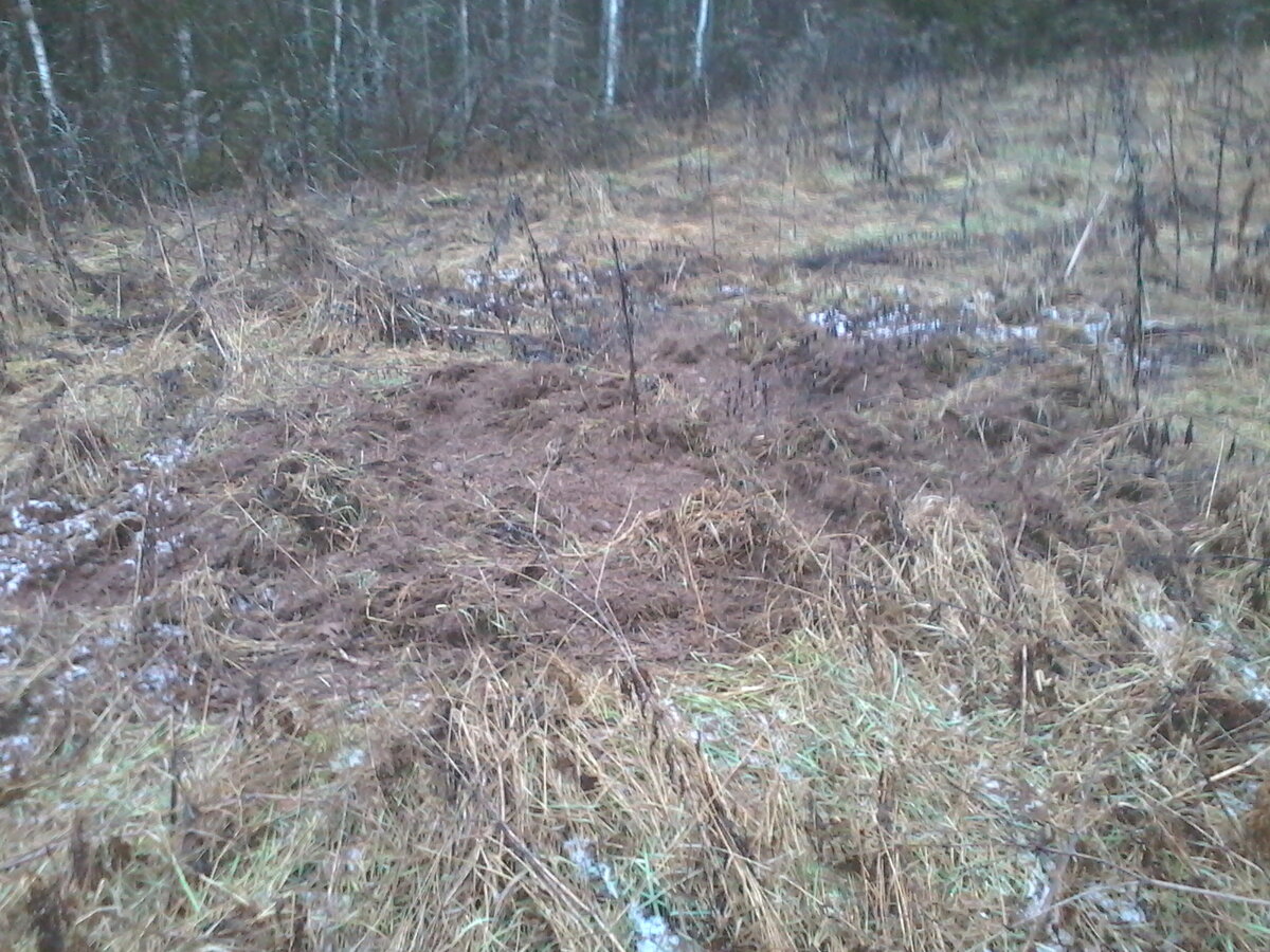 Кабанчики покопались