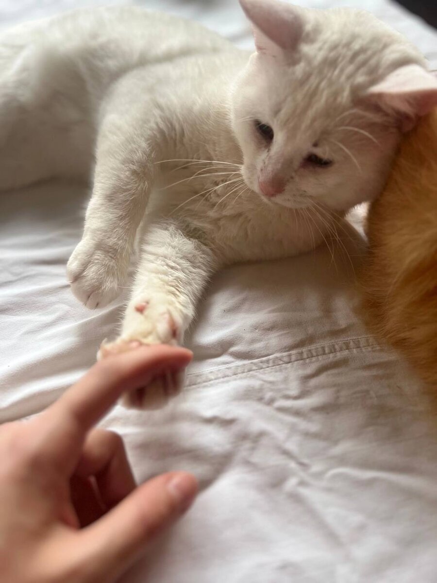 лечение хвоста у кота. лечение хвоста у кота. лечение хвоста у кота. кошки с переломанным хвостом. лечение хвоста у кота.