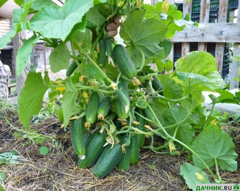 огурец чебоксарец f1 плазменные семена. огурцы на окне выращивание сорт. огурец без света. огурцы на окне выращивание сорт. огурцы на окне выращивание сорт.