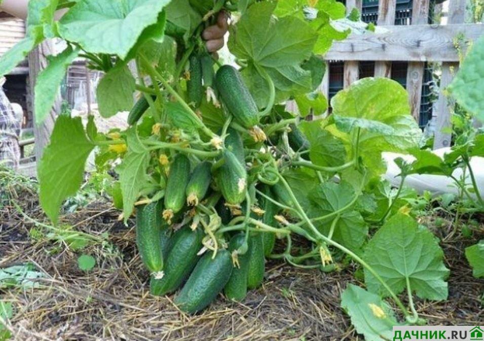 огурцы рассада. сорт огурцов бьерн. как вырастить ранние огурцы. огурцы на грядке. огурец бьерн f1.