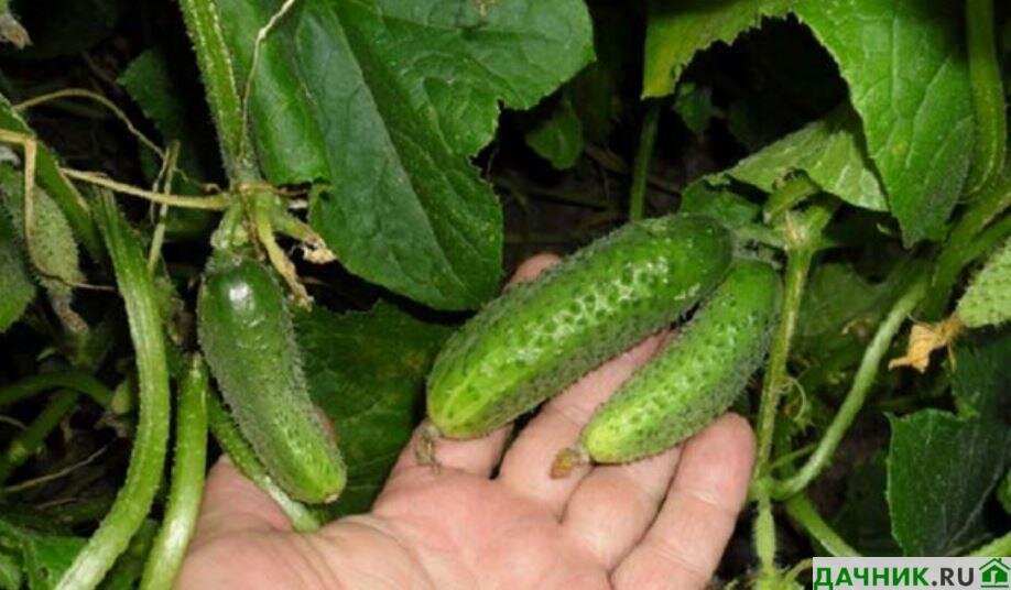 Сорт огурцов алёша. Лучшие сорта огурцов выращивание. Семена огурцов пучковые самоопыляемые. Сорт огурцов крит f1. Огурец зена f1.