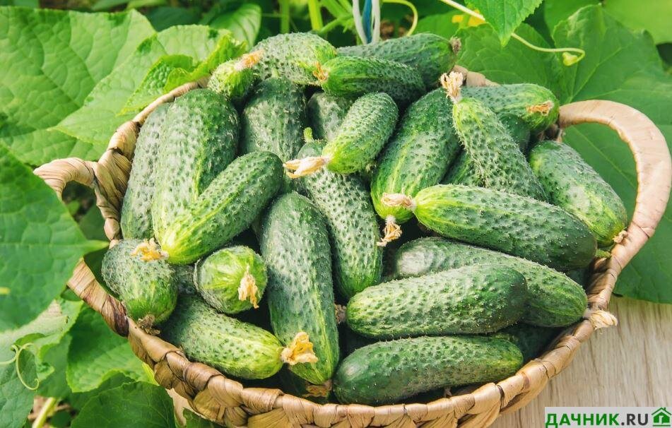 ест огурец. девушка с огурцом. откусанный огурец. котик огурчик. съесть огурчик.