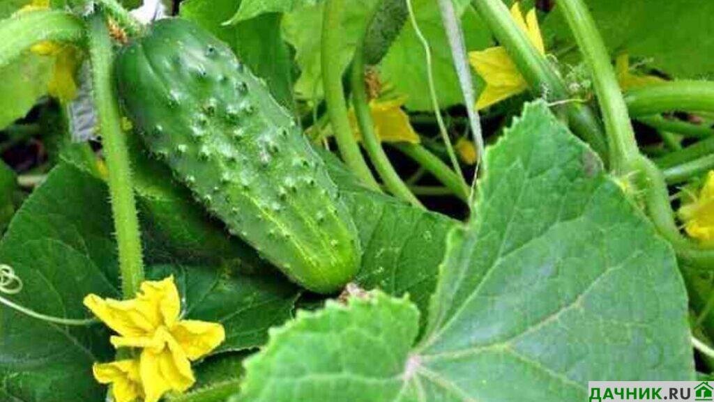 сорта огурцов на окно. семена огурцов для балкона. огурец гринлайн. огурец онежский f1. огурец балконное чудо f1.