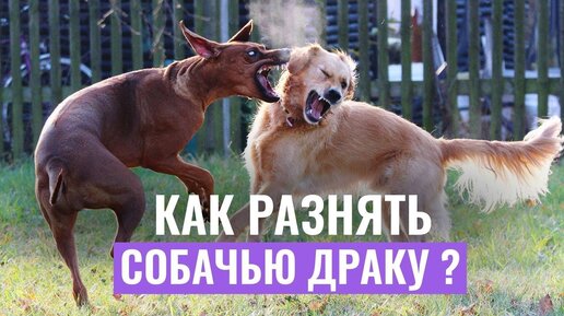 下载视频: СОБАЧЬЯ ДРАКА: Как разнять дерущихся собак?